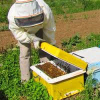 انواع لوازم زنبورداری