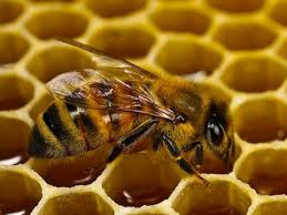 نگهداری زنبورعسل