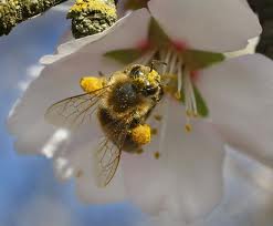 فروش فراورده های طبیعی زنبورعسل