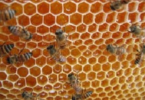 کندو زنبور عسل
