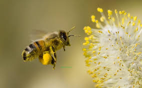 فرآورده زنبور عسل
