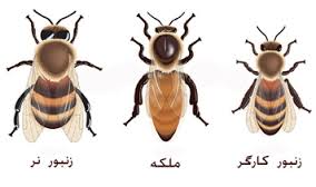 انواع زنبورعسل