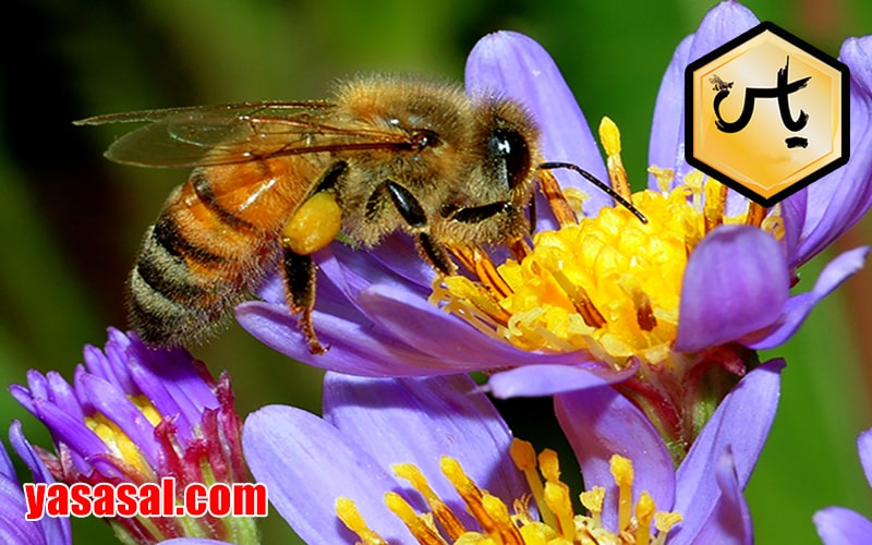 انواع داروهای زنبور عسل