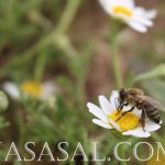 عسل طبیعی چهل گیاه