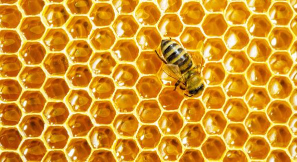 عرضه بدون واسطه عسل چهل گیاه فیروز کوه در کشور