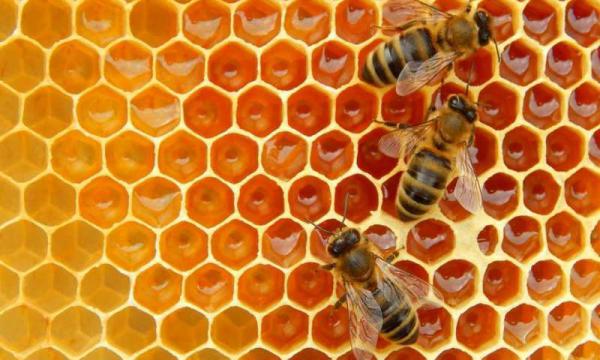 طریقه تشخیص عسل چهل گیاه فیروز کوه
