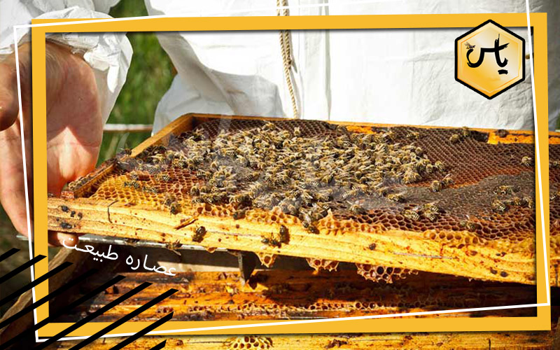 خرید عسل گون طبیعی